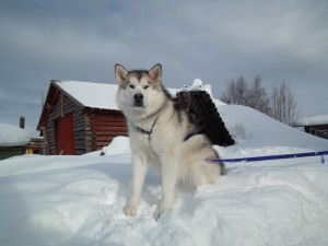 Lapland guide Review